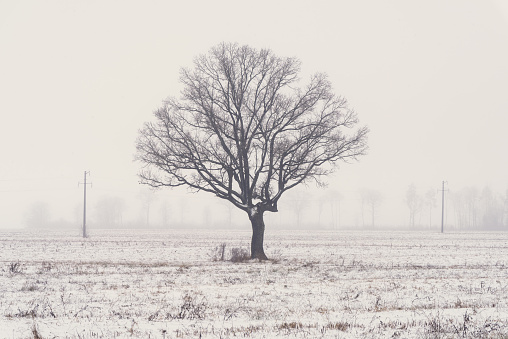 A soft, beautiful landscape on a foggy morning with a lone tree on a snowy winter field.