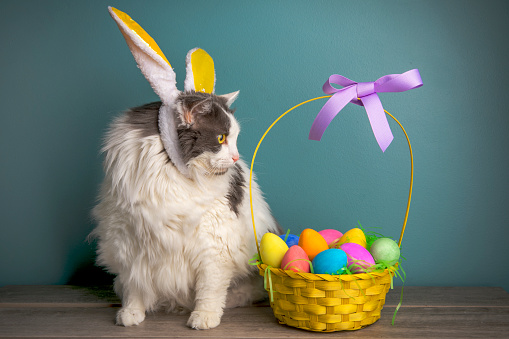 A fat and fluffy longhair cat in bunny ears sitting with a basket of Easter eggs.