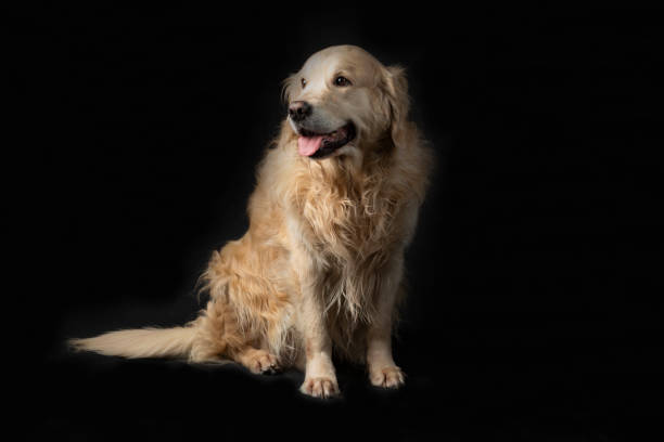 istock A dog, a golden Retriever on a black background. 1467677433