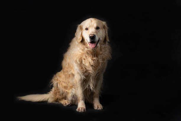 istock A dog, a golden Retriever on a black background. 1467677434