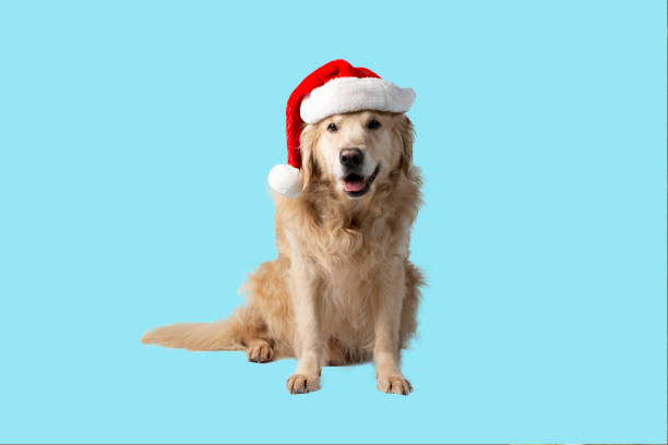 istock A dog, a Golden Retriever with a red Christmas hat 1467677455