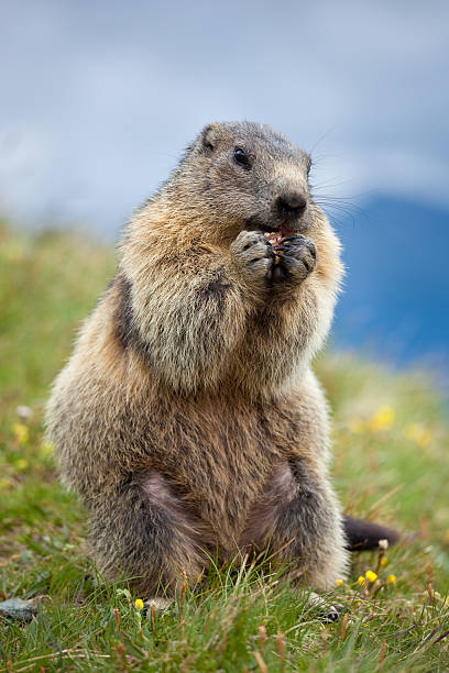 istock A marmot eating a nut in a mountain meadow 146767777