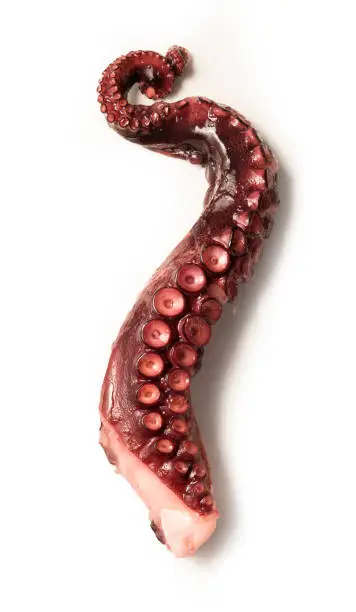 Photo of Tentacle