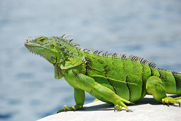 Tropical Green Iguana in Florida flashes tongue