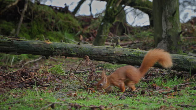 Cute red squirrel looking for food in woodland
