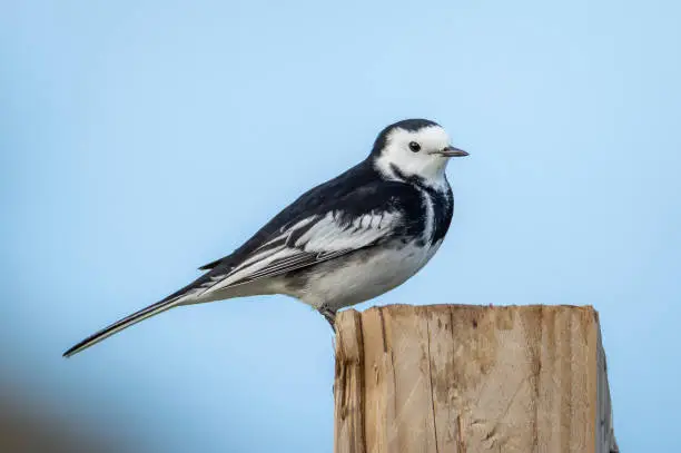 The black and white bird perched on a wooden post with a blue sky behind