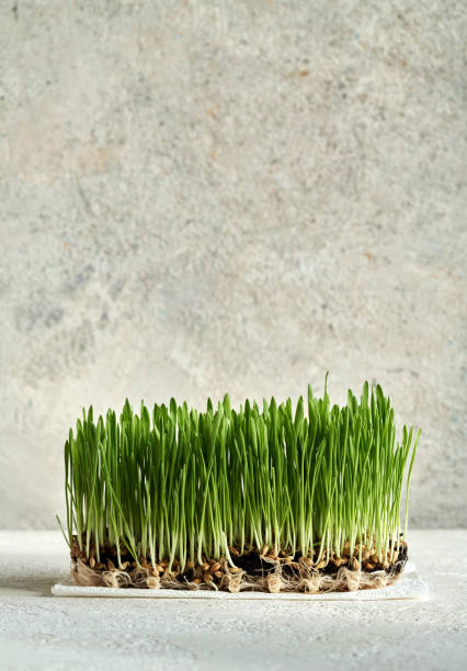 istock Fresh young green barley grass growing in soil, with copy space 1467679377