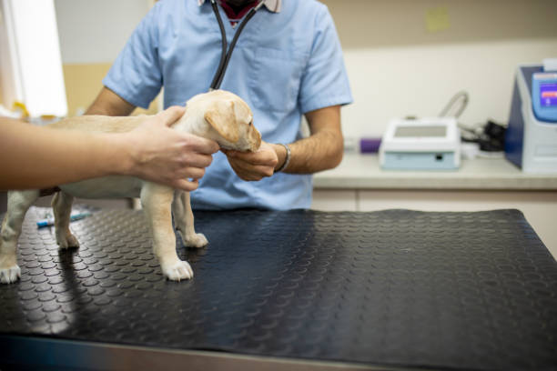istock Labrador puppy is being examined by a veterinarian 1467679558