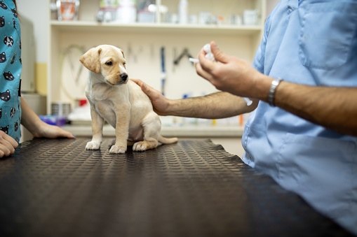 Cute little Labrador puppy standing on desk for examination while veterinarian is preparing vaccine in vet clinic.