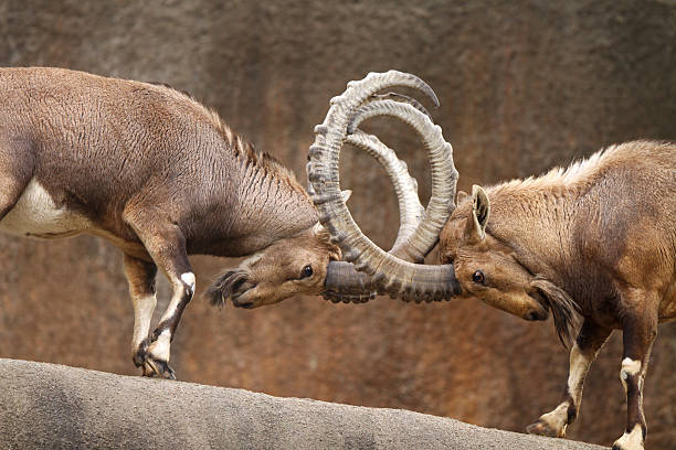 Wild Goats Fighting Two male wild goats play-fight on the edge of a rock cliff. ram stock pictures, royalty-free photos & images