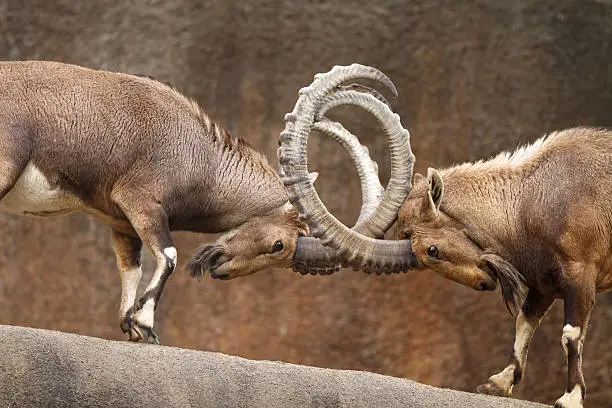 Two male wild goats play-fight on the edge of a rock cliff.