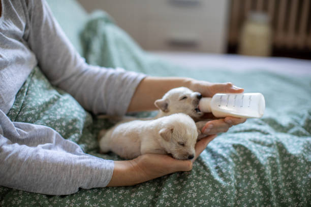 femme nourrissant un chiot labrador de trois semaines avec un biberon - newborn animal photos et images de collection
