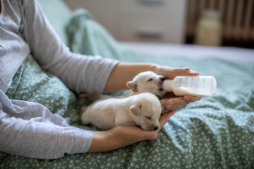 Woman feeding three week old labrador puppy from bottle while lying on bed in bedroom. Puppies are beautiful and white. 
Part of series where family taking care of puppies abandoned in garbage and left without mother.