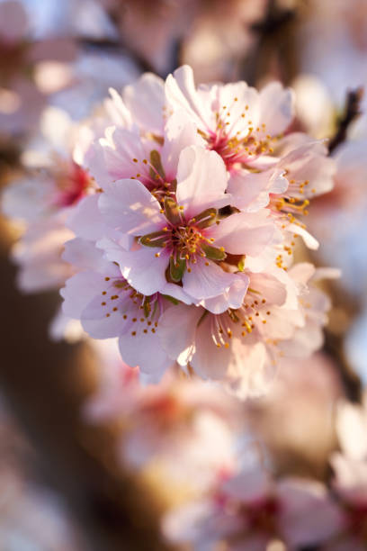 istock Closeup of almond trees in bloom in March 1467681114