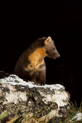Pine marten (martes martes) sitting on a frosty log at night in Scotland