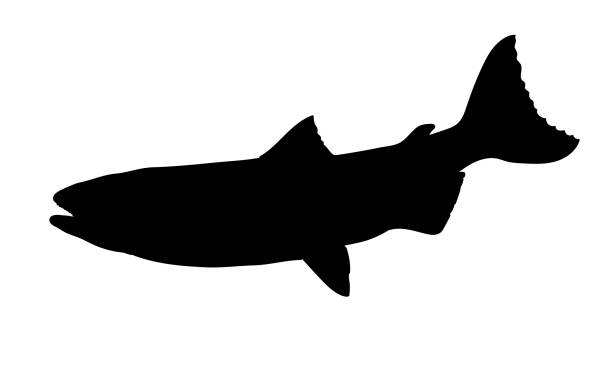 Salmon Silhouette On A Transparent Background - ilustração de arte vetorial