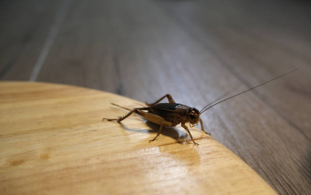 istock An insect perched on a piece of wood. 1467683472