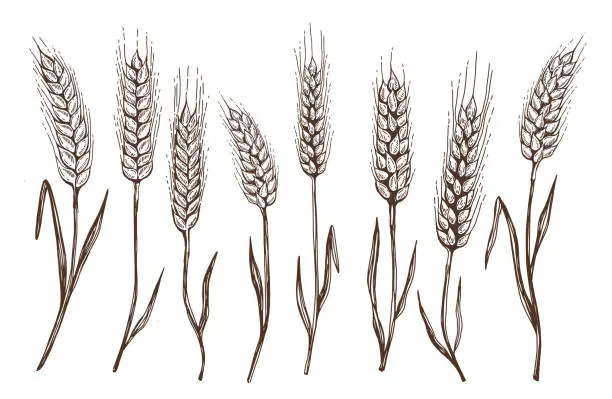 Vector illustration of Wheat bread ears hand drawn vector illustration.