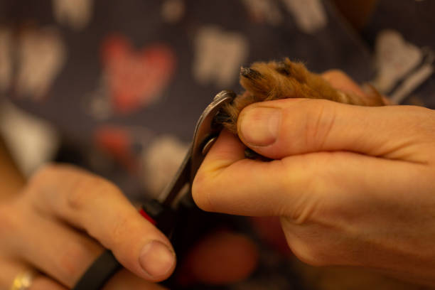 istock Groomer cuts the dog's claws 1467684699