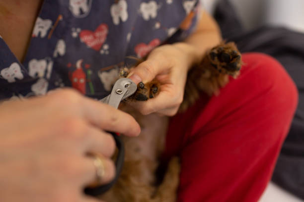 istock Groomer trim dog's claws 1467684746