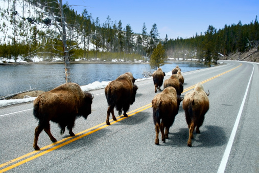 Buffalo travel on a quiet highway in Yellowstone National Park along the Yellowstone River.