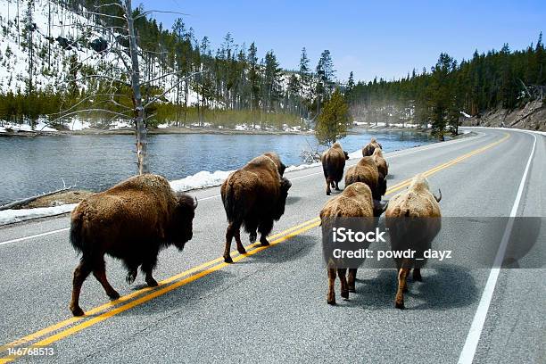 Buffalo On Road Stock Photo - Download Image Now - American Bison, Road, Yellowstone River