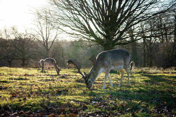 Fallow deer grazing in Knole Park in Sevenoaks, Kent