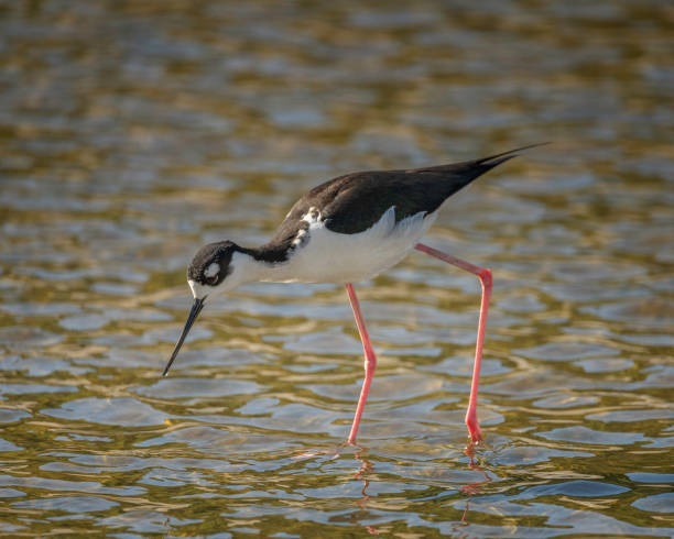 istock Black Necked Stilt on the LA River 1467687317