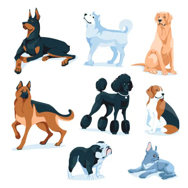 Vector illustration of set of different dogs: german shepherd, beagle, poodle, bulldog, french bulldog, doberman, husky, retriever. Breeding of pets, adoption, sale, grooming, veterinary service. Isolated on white background. Vector flat illustration