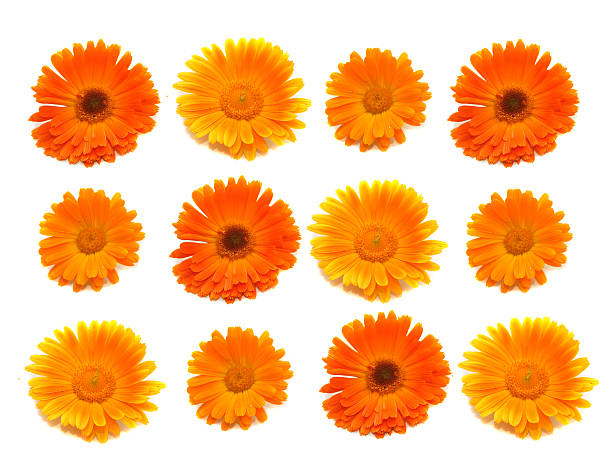 istock Flowers of a calendula 146768753
