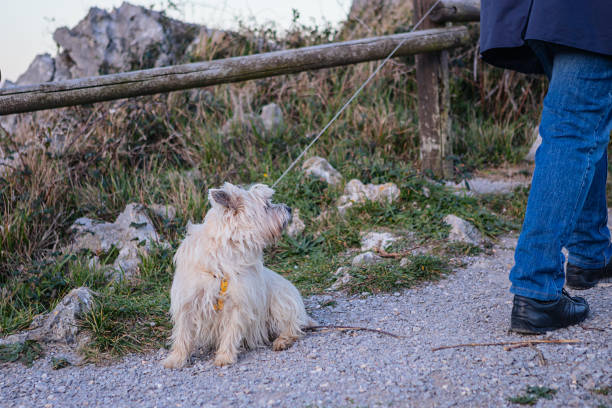 istock Mature man walks with a dog in nature at sunset 1467687552