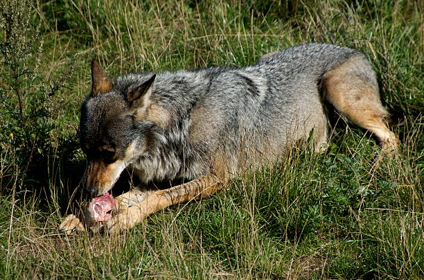 European Grey Wolf feasting on raw meat stock photo