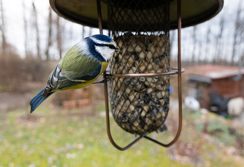 bird sitting on feeder (Parus caeruleus, Blaumeise, blue tit) backlight, blurred background, autumn colours