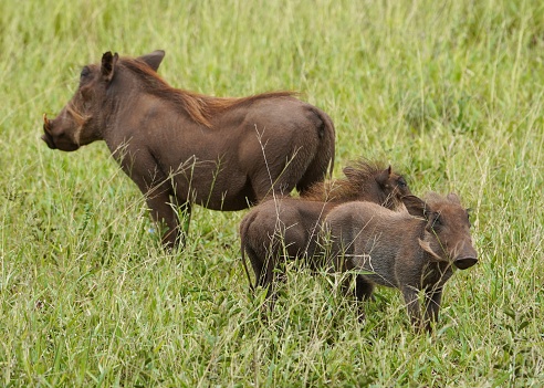 Mother warthog with her two cubs, Kruger national park, South Africa