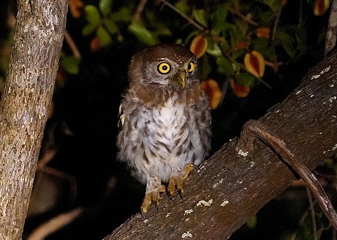 Owl at night in Kruger national park, South Africa