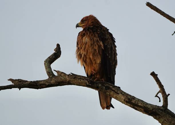 istock Eagle on tree, Kruger national park, South Africa 1467688652
