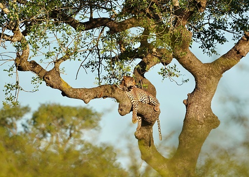 Leopard sitting in a tree relaxing, Kruger national park, South Africa