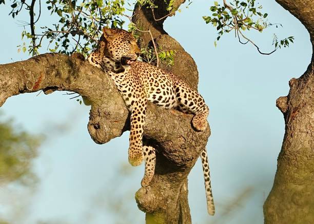 leopardo sentado en un árbol relajante, parque nacional kruger, sudáfrica - provincia de mpumalanga fotografías e imágenes de stock