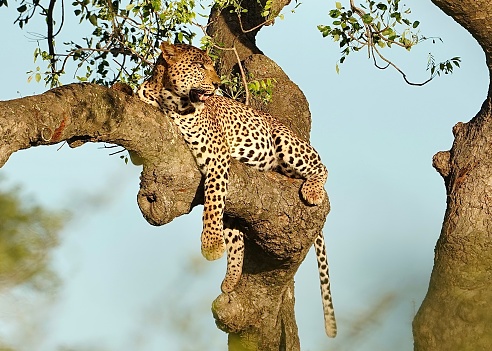 Leopard sitting in a tree relaxing, Kruger national park, South Africa