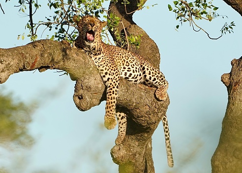 Leopard sitting in a tree yawning, Kruger national park, South Africa