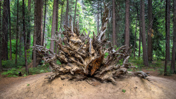 SAN FRANCISCO, CA - December 2022: Roots and trunk of a fallen Sequoia tree in Yosemite National Park, a stunning natural wonder located in California's Sierra Nevada mountains.