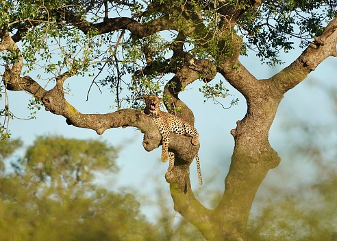 Leopard sitting in a tree yawning, Kruger national park, South Africa