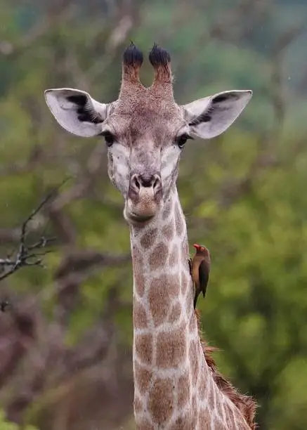 Giraffe with oxpecker in Kruger national park, South Africa