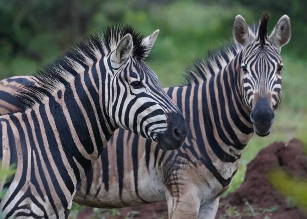 zèbres dans le parc national kruger, afrique du sud - zebra africa wildlife nature photos et images de collection