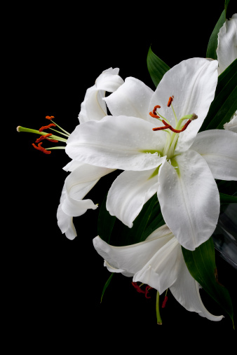three white lilies on a black background