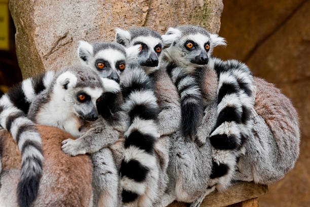 Lemurs stock photo