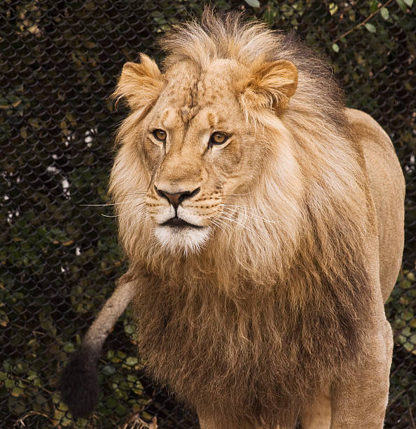 istock Male African Lion 146769011