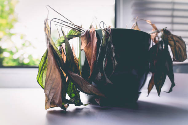 istock dried houseplant 1467690305
