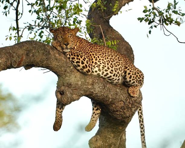 istock Leopard sitting in a tree relaxing, Kruger national park, South Africa 1467690852