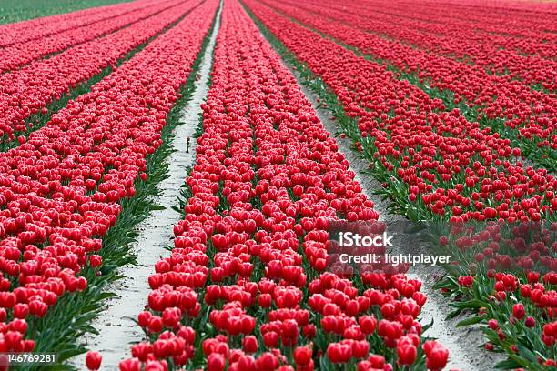 Campo Con Tulipanes Rojos Foto de stock y más banco de imágenes de Agricultura - Agricultura, Aire libre, Campo - Tierra cultivada